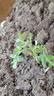 大禹菜苗秧蔬菜苗子大全活苗带土种苗秋冬季西红柿盆栽圣女果秧苗阳台 大粉老品种西红柿番茄苗带土6棵 实拍图