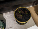IAM City Farmer向日葵儿童种植小盆栽种子学生植物观察窗发芽生长趣味diy植物 实拍图