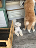 华元宠具（hoopet）猫房子猫窝封闭式宠物窝狗窝可拆洗室内外防水猫咪窝户外别墅猫屋 【大号-有门款】宠物窝-绿 实拍图