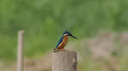 奥林巴斯（OLYMPUS）M.ZUIKO DIGITAL ED 300mm F4.0 IS PRO 远摄定焦镜头 微单镜头 五轴同步防抖 实拍图