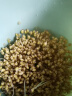 豆芽机家用全自动智能大容量|自制生豆芽花生芽发绿豆芽神器小型发芽罐桶 【高配更粗壮】双层豆芽机+1层压力盘 全自动培养 | 四季模式 实拍图