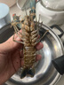 澳洲鲜活小龙虾超大特大淡水养殖清水蓝龙虾一两以上（干净免刷） 1两5斤装（一斤大概7-8只） 实拍图