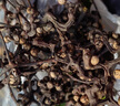 参庆堂 干拐枣500g 拐枣干 泡茶 拐枣新鲜晾晒 拐枣茶 实拍图