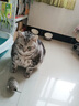 猫玩具小老鼠毛绒宠物猫咪玩具仿真遥控老鼠手动幼猫自嗨逗猫狗狗 【白色】发条小老鼠 实拍图