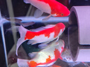 吉印刀锋z鱼缸灯增艳led灯潜水金鱼红龙鱼血鹦鹉锦鲤斗鱼增色灯全光谱 46cm增艳灯14W【46-55cm缸】 实拍图