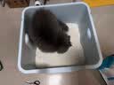 all for paws玉米豆腐猫砂宠物猫咪豆腐猫砂低尘除臭结团强吸水可冲清洁用品 【尝鲜装5.4斤】原味玉米豆腐砂 实拍图