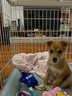 维克（Virbac）牙刷犬猫专用宠物牙膏牙刷幼猫狗狗犬猫专用口腔清洁护理（单支） 实拍图