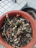 嫁接多色月季花苗卉老桩老根四季开花绿植玫瑰花苗室内盆栽大花 月季花苗/颜色随机 3棵 实拍图