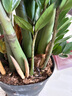 叹为观止 大型盆栽 单杆辫子发财树天堂鸟绿萝散尾葵办公室内开业乔迁礼品 大型金钱树1-1.2米【财源广进】 不含盆 实拍图