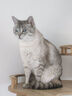 HELLOJOY 防猫抓沙发贴保护套透明猫爪贴布皮质沙发防护贴30*45cm*5片装 实拍图