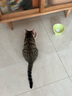 柒哦猫碗陶瓷猫粮碗狗碗食盆猫咪护颈斜口饮水碗大号防打翻宠物用品 抹茶绿陶瓷碗 实拍图