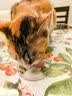 疯狂的主人猫薄荷粉末60g喷雾猫酒骗猫喝水零食猫咪细粉罐装纯高浓度猫草 实拍图