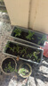 绿盼土壤营养土通用型有机种植菜养花15L多肉育苗家庭园艺植物盆栽 实拍图