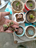懋扬多肉植物室内小盆栽精品高端多肉大颗株好养花卉绿植阳台客厅 【随机】12颗植物不重复 实拍图