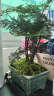 开时果 文竹盆栽桌面摆件盆景 办公室植物竹子水培绿植盆景源头直发包邮 双龙戏珠盆+苔藓+底座 实拍图