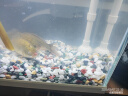 森森桌面 超白玻璃一体小鱼缸水族箱HNE300 实拍图