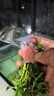 【京东物流】水草套餐 好养耐活真水草植物绿菊大叶绿九冠鱼缸 红绿搭配八杯水草（吸底杯）超值推荐 实拍图