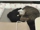 多可特狗窝凉席夏季狗窝猫垫子猫窝狗垫子藤编猫咪窝地垫宠物床宠物冰垫 凉席款,85*60CM 实拍图
