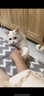 猫玩具小老鼠毛绒宠物猫咪玩具仿真遥控老鼠手动幼猫自嗨逗猫狗狗 【白色】发条小老鼠 实拍图