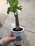 发财树盆栽大植物室内办公室桌面客厅小盆景招财树苗绿植花卉盆栽 单杆发财树 3-5cm【透明吸水盆】 【送肥料】 实拍图
