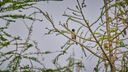 佳能（Canon）RF100-500mm F4.5-7.1 L IS USM 远摄变焦镜头 微单镜头（全画幅EOS R系统专用） 实拍图