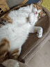 迈阿咪（miamormao）迈阿密猫罐头汤罐主食营养补水成猫幼猫零食湿粮骗水猫罐头 汤罐12罐:【鸭+鱼+鸡各4罐】 实拍图