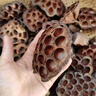 天然新货莲房 干莲房 中草药材 莲蓬壳 莲子壳 连房 莲蓬孕妇干逢 干莲房整个250克 实拍图
