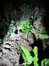 尔澜2cm当年结果波姬红无花果树苗无花果苗露天种植水果苗木源头直发 实拍图