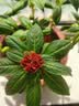 花沃里重瓣凤仙花种子茶花驱蛇花种子蛇灭门家庭盆栽阳台学校种约50粒 实拍图
