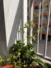 虹越（HONGYUE）蓝莓果苗盆栽苗 南方北方庭院阳台种植果树苗HN 【果大易养】“沃农”1加仑 实拍图