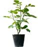 行湘爬藤月季花卉绿植盆栽阳台花园地栽 夏洛特20cm左右2棵 源头直发 实拍图