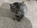 西玛（SIMAA）A4原木质感书写文件夹板夹 写字垫板金属强力夹写字板夹垫板试卷资料收纳夹加厚款 棕色19413 实拍图