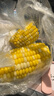 滇味十足（DIANWEISHIZU）水果玉米甜玉米云南金银双色新鲜甜嫩水果玉米棒鲜玉米茄果瓜 金银双色 【精选9斤】（净重 约10-16根） 实拍图