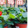 临雅特级草莓新苗盆栽带盆带土发货可结果丹东奶油草莓苗阳台盆栽 奶油草莓苗1盆-带盆高约10cm 实拍图