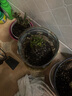 8年玫瑰老桩花苗玫瑰盆栽花卉观赏花植物阳台室内室外盆栽地栽花老桩蔷薇花多次开花 混搭【23号】随机5棵装 不含盆 实拍图