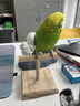 BIRDSTORY鹦鹉鸟用T站台多功能T形桌面训练鸟站架体重秤称重中小型鸟具用品 T型实木站杆 实拍图