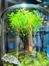 封茗【生命之树】生态瓶苔藓微景观青苔造景缸植物办公室绿植桌面盆栽 生命之树微景观(透明款)+植物灯 晒单实拍图