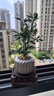 八芽小叶栀子花盆栽开花植物室内桌面茶几好养花卉绿植办公室净化空气 栀子花-陶瓷竖纹盆-紫砂托-方托 带盆栽好 实拍图
