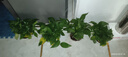 缤贤绿萝盆栽室内办公室植物大叶吊兰花卉绿植绿箩盆景吸水盆懒人 180#透明吸水盆绿萝四盆+2液 实拍图