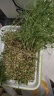 北蔬 水培蔬菜种子苗无土生长快绿豆青豌豆黑豆 3种芽苗菜种子各200g 实拍图
