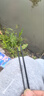 光威（GW） 光威小飞虎/和风溪流竿手竿鱼竿短节竿手竿碳素超硬超细钓鱼竿 4.5m 小飞虎+礼包 实拍图