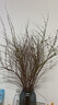 雪柳干枝水插花水培鲜花室内遇水开花客厅阳台观花绿植雪柳花鲜枝水养年宵花卉植物 雪柳10支80厘米高 不含瓶 实拍图