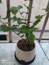 开时果 茉莉花盆栽浓香型 桌面绿植物阳台花卉树苗盆景摆件源头直发包邮 茉莉花3-6株【雪梨盆+底座】 实拍图