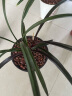 华香园华香园兰花 红草红荷 建兰红花荷瓣 幽香型不带花苞耐阴花卉绿植 红草红荷1棵3苗不花苞裸根发货 实拍图