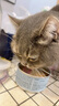 曼赤肯(Munchkin)AD罐头142g*3罐犬猫康复护理处方罐头猫咪主食罐狗狗全价猫湿粮手术后康复流食罐 实拍图