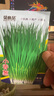 贝意品四季小香葱种子红葱种籽盆栽葱头种苗阳台庭院种植火分葱蔬菜种孑 晒单实拍图