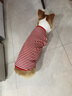 ISPET狗狗衣服宠物泰迪猫咪衣服金毛大中小型犬薄款四季通用&新疆棉 红色-部分码数升级两袖 3XL 建议21-30斤 实拍图