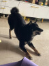 小型犬驱虫套装去跳蚤进口滴剂1支+犬心保S1粒    实拍图