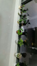 绿有意绿植盆栽多肉花卉盆栽植物室内桌面水培绿植办公室客厅植物懒人 发财树+栀子花+绿萝+金枝玉叶 实拍图