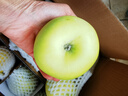 新农妹顺风发货陕西白水瑞雪苹果新鲜水果脆甜青苹果送礼推荐西农大研发 瑞雪4.5斤中果 实拍图